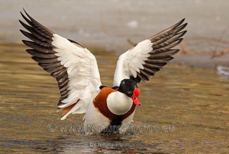 WildLife Photos of Birds, Geese, Ducks & others, Common Shelduck, Tadorna tadorna